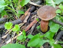 IMG-20250724-WA0001.thumb.jpg.f29af31e2351e10304448907a6f688ab.jpg