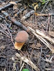 IMG-20250724-WA0002.thumb.jpg.41a66b744ff42341050c9d0cf6eeffff.jpg