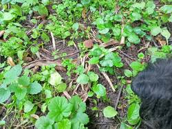 IMG-20250724-WA0003.thumb.jpg.f2802766e6dc262ff52a998e56515941.jpg