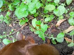 IMG-20250724-WA0004.thumb.jpg.4c24c8defc4dad263241397d8412f08c.jpg