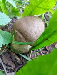 IMG-20250725-WA0001.thumb.jpg.28e2a081aa288532f221950ad3f993d2.jpg