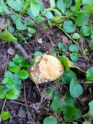 IMG-20250725-WA0002.thumb.jpg.789ab7def4851ad601cd5896f29531ba.jpg