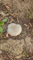 IMG-20250729-WA0018.jpg