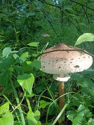 IMG20250703170247.thumb.jpg.cdc56f2a3b53db3b2c3a54f04f1ab83c.jpg