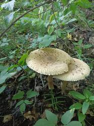 IMG20250703174020.thumb.jpg.6db22908a3be112f4ae65574649c6561.jpg