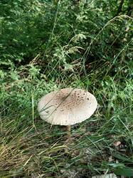 IMG20250703175617.thumb.jpg.1678b0ae82ca59c917b857ecb4a08c27.jpg
