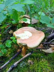 IMG20250728073508.thumb.jpg.1739f45316d4e9c91a207142c5dadca9.jpg