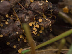 IMG_0011.thumb.jpg.1f8ce3ad269d45be15d0ce410ac499b4.jpg