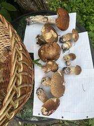 IMG_0026.jpeg