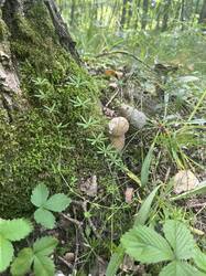 IMG_0175.jpeg
