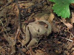 IMG_0507.thumb.JPG.065d00cf999e4e64c867c4b8fa0b8363.JPG