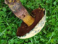 IMG_0777.jpeg