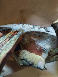 IMG_0794.jpeg