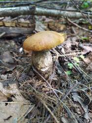 IMG_0818.jpeg
