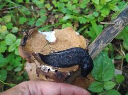 IMG_0821.jpeg