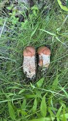 IMG_1767.jpeg