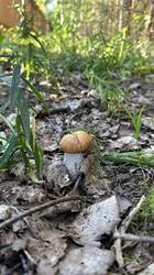 IMG_1788.jpeg