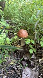 IMG_1796.jpeg