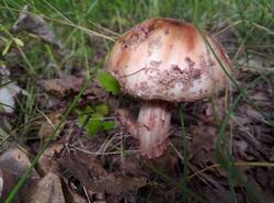 IMG_20250624_145457_gcam_3.2.thumb.jpg.9befc236f4fad311dcb2d48e4f4c5c77.jpg