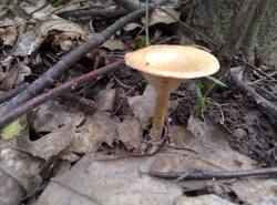 IMG_20250624_150557_gcam_3.2.thumb.jpg.378e914d9cc64c4a29bcd447d9223752.jpg