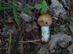IMG_20250624_161042_gcam_3.2.thumb.jpg.26be7a1df0e77bb1d03bed8f11f42bf6.jpg