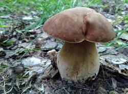 IMG_20250624_172623_gcam_3.2.thumb.jpg.b1c109c1799d086136da4fc90d336d68.jpg