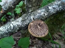 IMG_20250624_173128_gcam_3.2.thumb.jpg.0defb94605cbce92c5a75861b99d4874.jpg