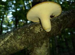 IMG_20250624_173241_gcam_3.2.thumb.jpg.d4e02f93b32cfa2d81c3ec4474548fc6.jpg