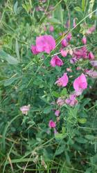 IMG_20250626_190148.jpg