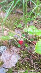 IMG_20250628_134939.jpg