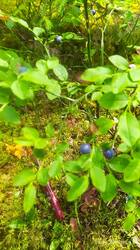 IMG_20250628_135742.jpg
