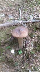 IMG_20250628_140638.jpg