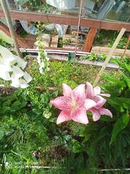 IMG_20250701_152757.jpg