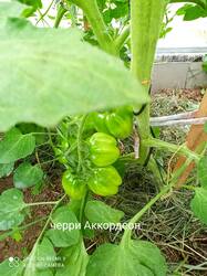 IMG_20250701_155202.jpg