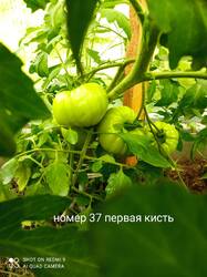 IMG_20250701_155313.jpg