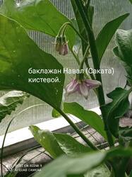 IMG_20250701_155524.jpg
