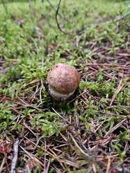 IMG_20250701_191827_802.thumb.jpg.dafa671700832fc8d6d16a453c32e6ad.jpg