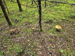 IMG_20250701_191840_970.thumb.jpg.db8e094f9a441deb77e48e5f85986179.jpg