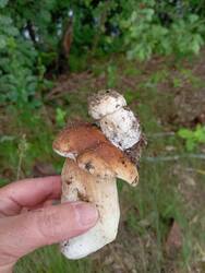 IMG_20250702_085146.jpg