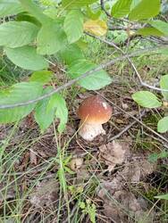 IMG_20250702_085358.jpg