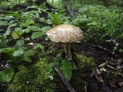 IMG_20250702_102743.thumb.jpg.55104f7ca8a666af3f738e26ed4719bb.jpg