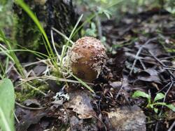 IMG_20250702_103959.thumb.jpg.5627e0dd531b4829f2cff8a28ac46da5.jpg