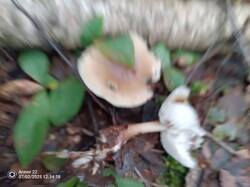 IMG_20250702_123459_187.jpg