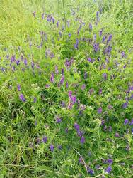 IMG_20250702_133020.jpg