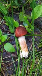 IMG_20250702_185113.jpg