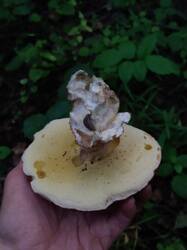 IMG_20250702_203527095.thumb.jpg.dbaae1ed6530e0233ed5da511cf8b8b8.jpg
