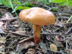 IMG_20250703_095721.thumb.jpg.ae156d6f89d8df27965ab6b0deb03cf6.jpg