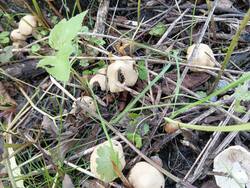 IMG_20250703_145846.thumb.jpg.ca260b020c6da41b7c996cb68a7adc71.jpg