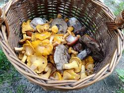IMG_20250703_185751_477.jpg