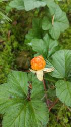 IMG_20250704_083010.thumb.jpg.63fa0195e98e41f0db7c6dd467f7bd42.jpg